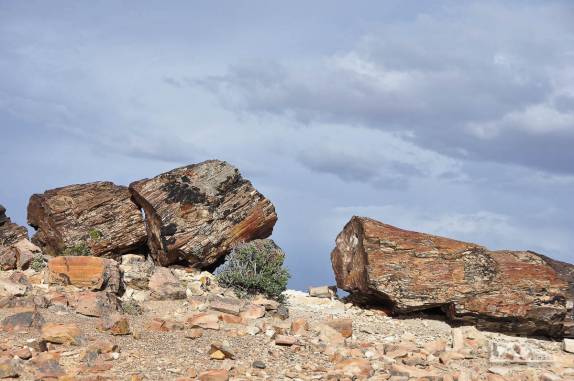 Antigas árvores com 150 milhões de anos de idade transformadas em pedra, no Monumento Natural Bosques Petrificados, região de Caleta Olivia, no sul da Argentina